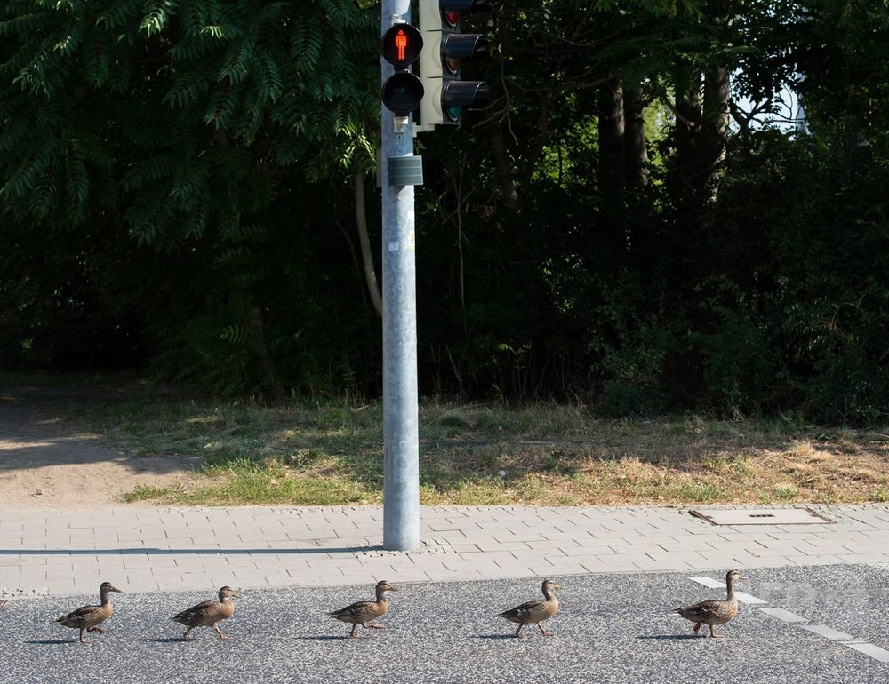 赤信号みんなで渡れば怖くない？ドイツのマガモ 写真1枚 国際ニュース：AFPBB News