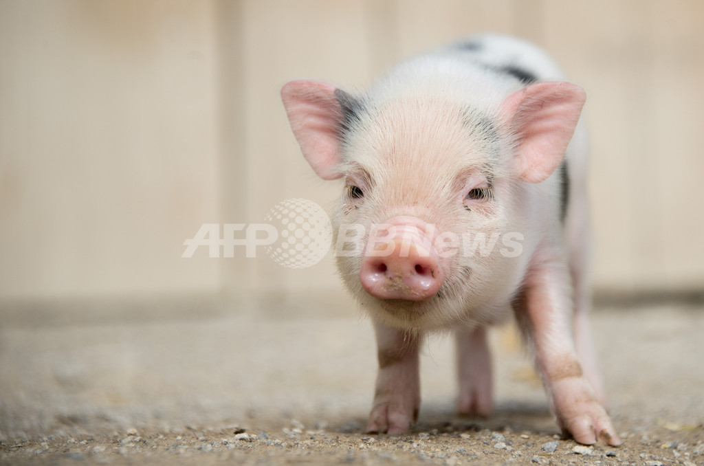 【特集】おもしろ動物写真集～癒やし系から仰天系まで～