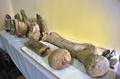 ボリビア南東部パディージャ（Padilla）近郊で発見された化石（2014年9月19日撮影）。(c)AFP/Aizar Raldes