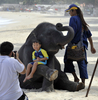 タイのプーケット（Phuket）島で旅行者とじゃれ合う3歳のゾウ「リリー（Lilly）」。プーケットでは2004年、スマトラ島沖地震で津波の被害を受けた際、ゾウが調教師と一緒に救助活動などに従事した（2009年7月20日撮影）。(c)AFP/ROMEO GACAD