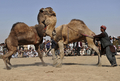 アフガニスタン北部のマザリシャリフ（Mazar-i Sharif）で22日、ウシではなくヒツジやラクダを闘わせる催しが開かれた。

　アフガニスタン暦で元日にあたる21日からマザリシャリフで開催されている祝祭には、アフガニスタン全土から大勢の人びとが集まっている。闘牛ならぬ「闘羊」や「闘ラクダ」も、新年の訪れを祝う伝統行事の1つだ。

　春分の日の21日を新年の祭日とするノールーズは、トルコやイラン、イラク、中央アジアやアゼルバイジャンなど、世界各地で幅広く祝われている（2011年3月22日撮影）。(c)AFP/Massoud HOSSAINI 

&lt;a href=&quot;http://www.youtube.com/user/afpbbnews#p/a/u/3/34LbTaHRgvQ&quot; target=&quot;_blank&quot;&gt;&lt;b&gt;【動画】「闘ラクダ」の映像（YouTube/AFPBB News公式チャンネル）&lt;/b&gt;&lt;/a&gt;