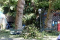 ポルトガル・マデイラ島で起きた倒木事故の現場（2017年8月15日撮影）。(c)AFP/Helder SANTOS