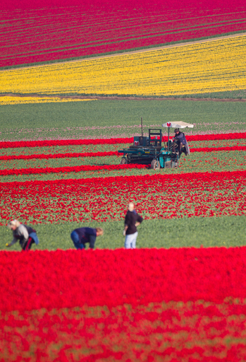 鮮やか、チューリップの収穫が最盛期 ドイツ