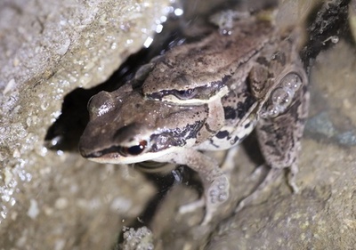 超音波を発する希少種のカエル、江蘇省で発見 