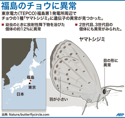 原発周辺のチョウ、羽や目に異常