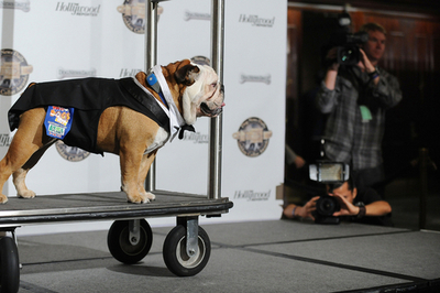 『アーティスト』の名犬アギーに栄冠、第1回ゴールデン・カラー賞