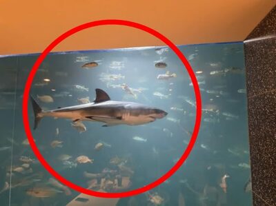 韓国・カフェの水槽に生きたホホジロザメ、SNSで「虐待」批判殺到…「見かねて一時保護」と釈明