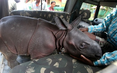 生後3日の赤ちゃんインドサイ、印国立公園で見つかる