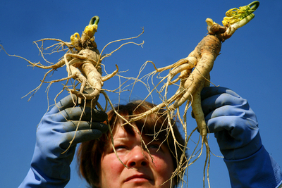薬剤生産の原料となる朝鮮ニンジン - ドイツ