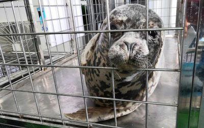 ゴマフアザラシ24頭が海へ帰る 大連の密漁事件摘発で保護