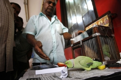 インコもスペイン勝利を予言、初優勝は間違いなし？マレーシア