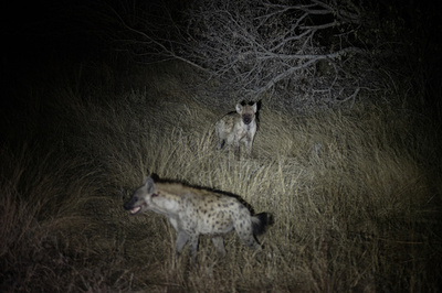 ハイエナ襲撃相次ぐ、2人死亡 ケニア首都近郊