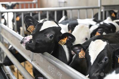 フランスの小学校に子牛5頭入学？