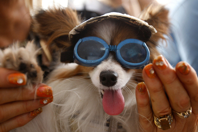 ピクサー3Dアニメのしゃべる犬、「パルム・ドッグ」賞を受賞