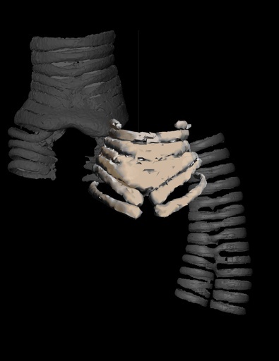 恐竜時代の鳥の発声器官か、最古の化石発見 研究