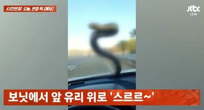 走行中の車に現れた巨大なヘビ、20分間しがみつく…韓国で撮影された映像が話題に