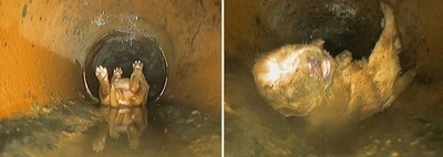 4歳の少年、子犬をトイレに流す