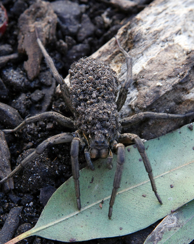 コモリグモのお母さん、100匹の赤ちゃんを背に散歩