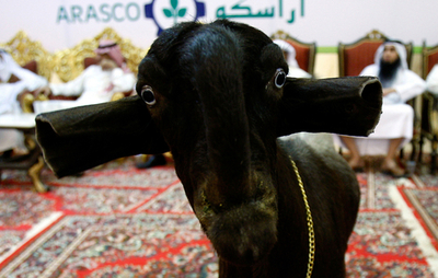 「最も美しく珍しいヤギ」コンテスト、サウジアラビア首都で開催