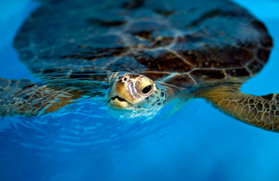 ウミガメが自分を撮影？ユーチューブの動画が大反響