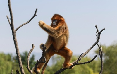 木の上でカンフー？ 済南動物園のキンシコウ 山東省