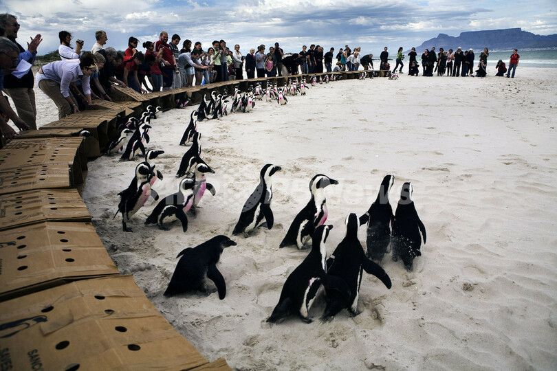 原油汚染被害のペンギンたち、元気に海へ還る