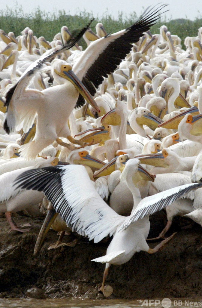 鳥インフルでペリカン750羽死ぬ セネガル保護区