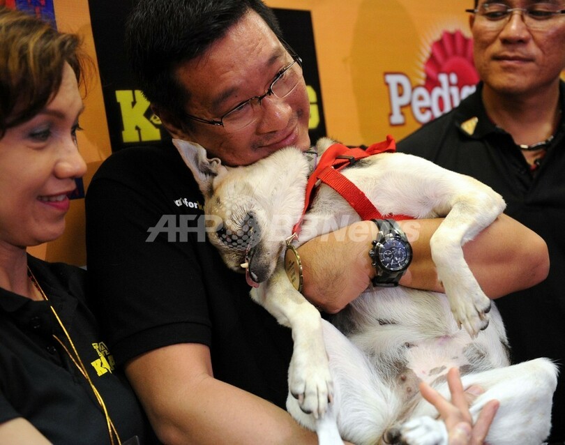 顔面失った英雄犬、治療終えフィリピンに帰国