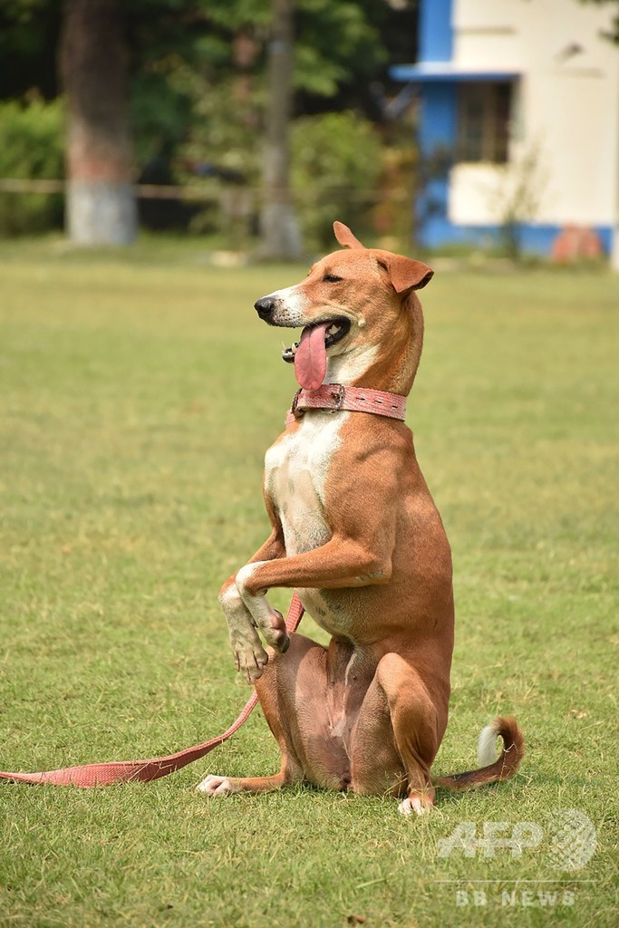 虐待から救出された雑種犬 エリート警察犬として頭角現す インド 写真4枚 国際ニュース Afpbb News
