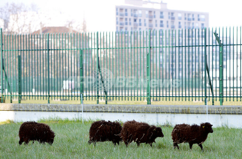 芝刈り機に代えてヒツジ4匹導入、パリ公文書館