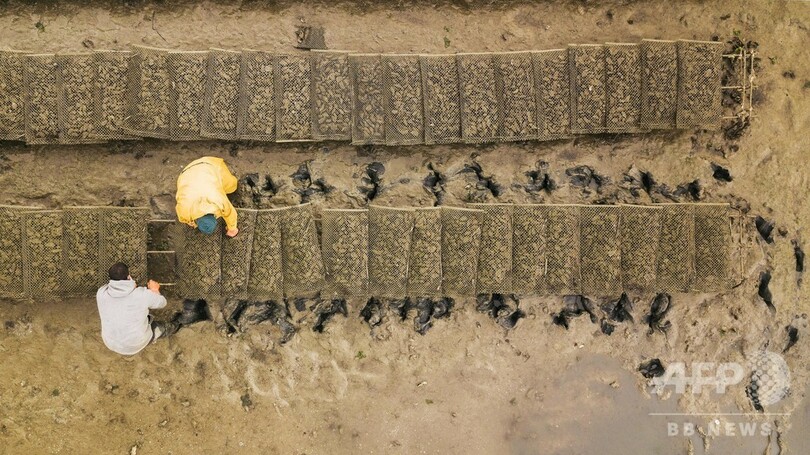 謎のカキ大量死、原因はウイルスと細菌の2段階攻撃 フランス研究