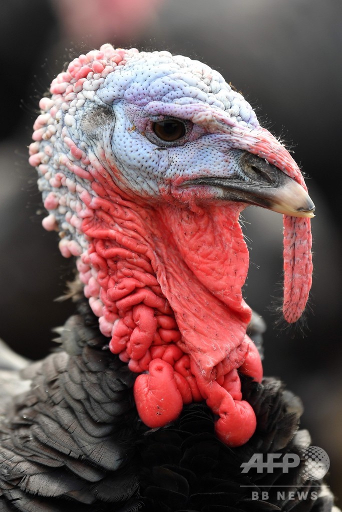 密避けるコロナ・クリスマス、七面鳥は小ぶりが売れ筋 英