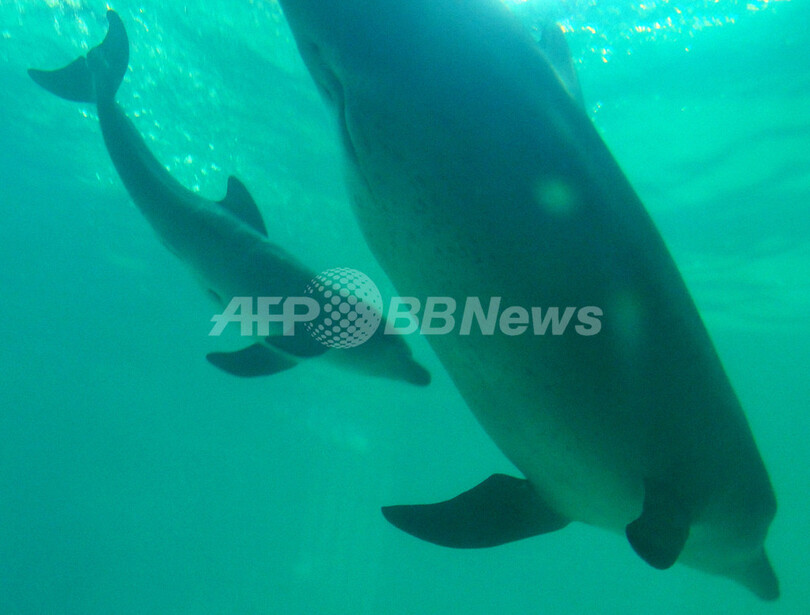 ジャカルタの水族館にバンドウイルカの赤ちゃん誕生
