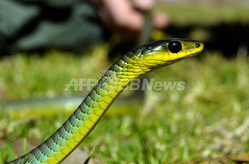 知らぬ間にヘビと同居 オーストラリアの都会の暮らし 写真5枚 国際ニュース Afpbb News
