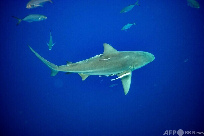 間近でサメを観察！ 米フロリダでダイビングツアー