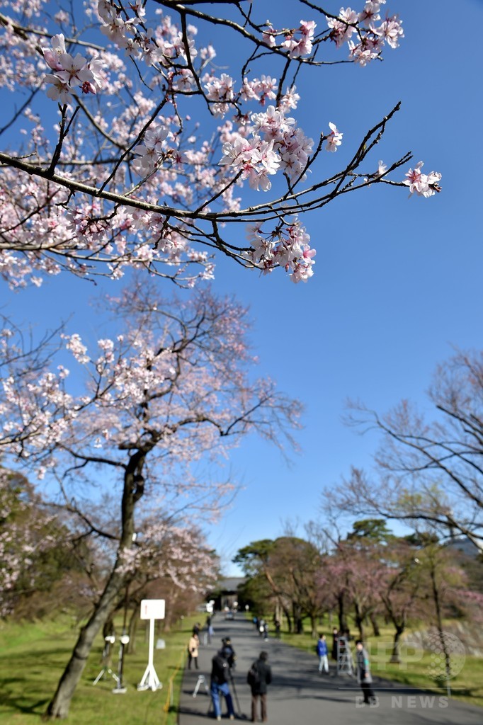 咲き始めの桜にうっとり、皇居・乾通り一般公開