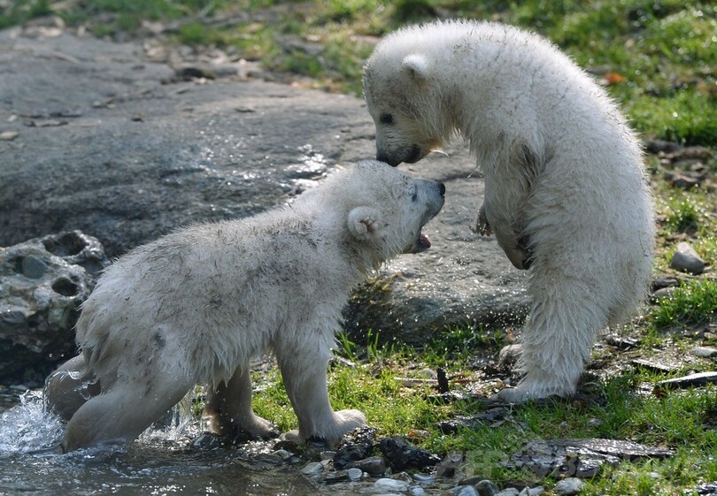 ミュンヘンの双子のホッキョクグマ、名前が決定