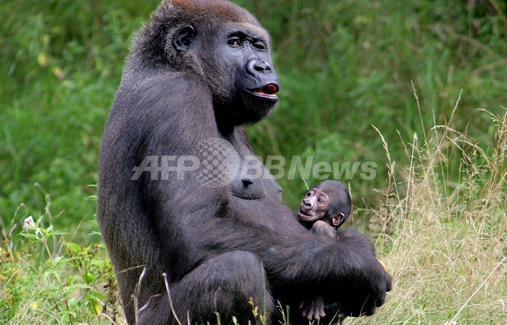 欧州委員会、類人猿使った動物実験を禁止する法案を提出 欧州委員会、類人猿使った動物実験を禁止する法案を提出