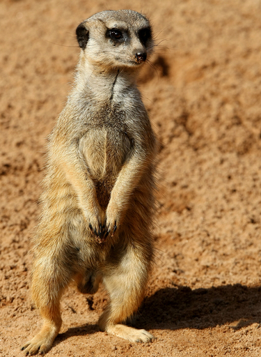 片手におさまる愛らしさ、ミーアキャットの赤ちゃん2匹 オーストラリア