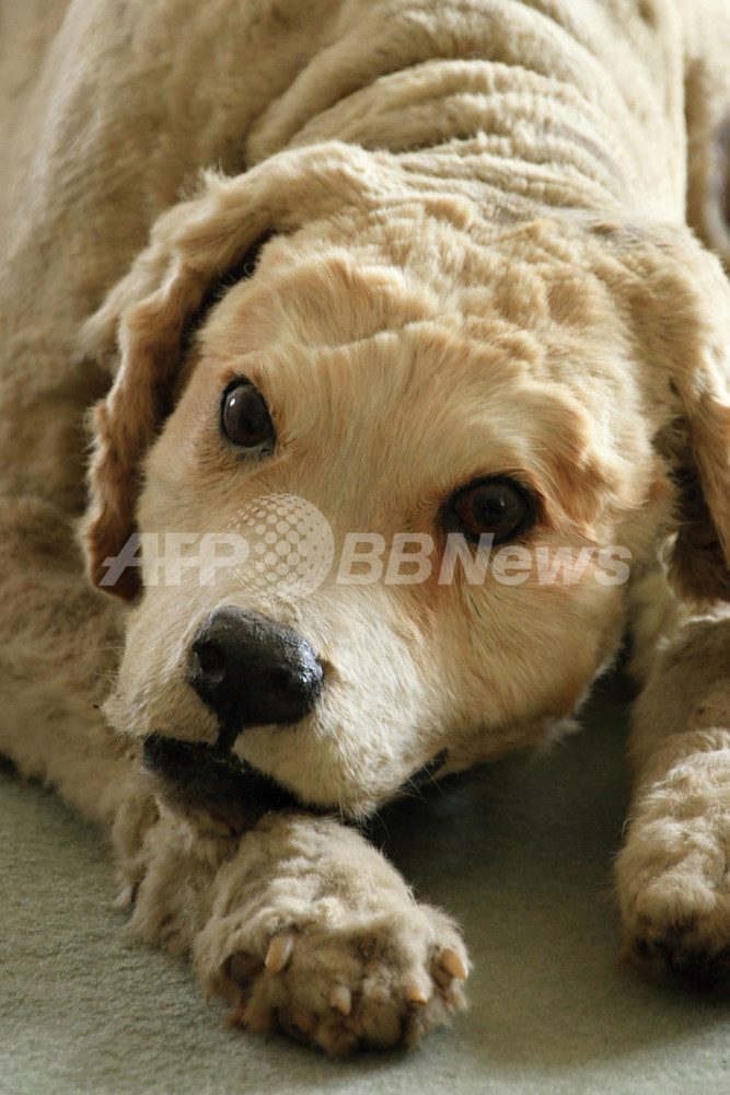 犬の剥製コレクション チェコの古城 写真14枚 国際ニュース Afpbb News