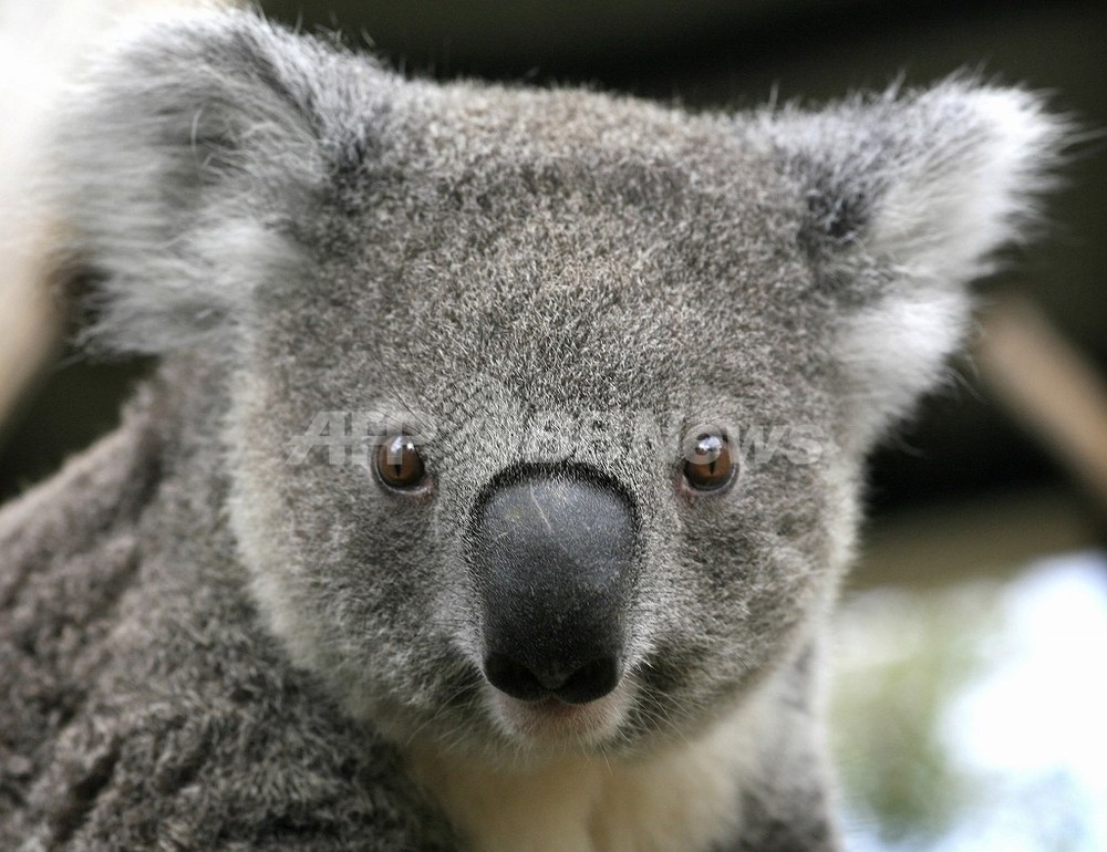 オーストラリア 放牧地の開墾で多くの生物が危機に コアラも大量に死亡 写真1枚 国際ニュース Afpbb News