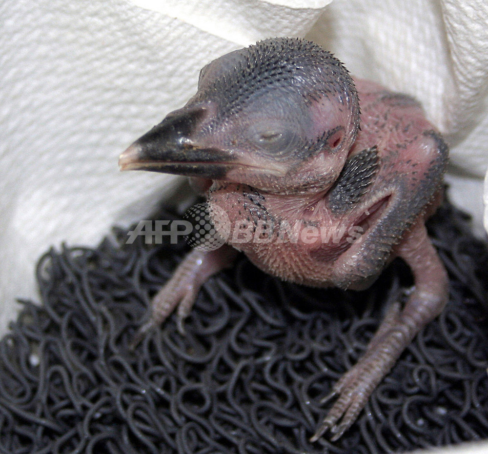 米動物園でふ化したグアム島の絶滅危惧種 ズアカショウビン 写真1枚 国際ニュース Afpbb News