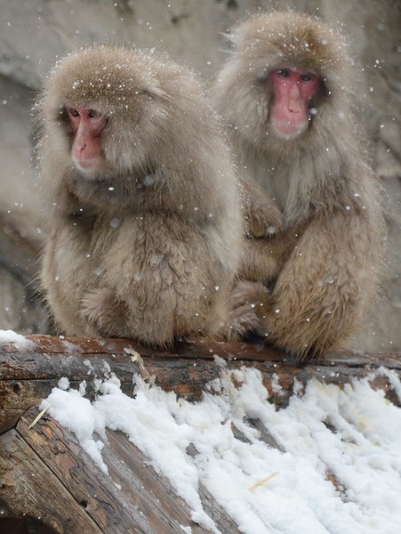 東京などで再び大雪、寒さに耐える上野のサル
