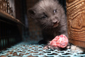 ケージの中で頭部の肉を食べる子ギツネ。フィンランド・カウスティネンで（2022年7月1日撮影）。(c)Oikeutta Elaimille / AFP