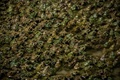 フランス・ピエールラットで育てられている食用ガエル（2020年9月30日撮影）。(c)JEFF PACHOUD / AFP