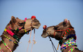 インドのプシュカール（Pushkar）郊外で世界最大規模のラクダ市が開催されている。毎年恒例の伝統行事であるラクダ市には5日間の開催期間中に数千人もの商人が訪れ、主にラクダなどの家畜の売買を行う。

写真はカラフルな装飾品を施されたラクダ（2012年11月23日撮影）。(c)AFP/Roberto Schmidt