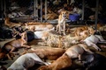 タイ・バンコクの郊外にある野良犬の保護施設に収容された犬たち（2020年4月6日撮影）。(c)Mladen ANTONOV / AFP