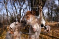 プリシュティナ・ドッグシェルターに保護された犬。コソボ首都プリシュティナ近郊のグラチャニツァで（2021年11月12日撮影）。(c)Armend NIMANI / AFP