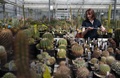 英キュー王立植物園で花を咲かせるサボテン（2016年5月9日撮影）。(c)AFP/DANIEL LEAL-OLIVAS