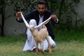 パキスタン南部カラチで、子ヤギのシンバの長い耳を持ち上げる飼い主のモハマド・ハサン・ナレジョさん（2022年7月6日撮影）。(c)Asif HASSAN / AFP